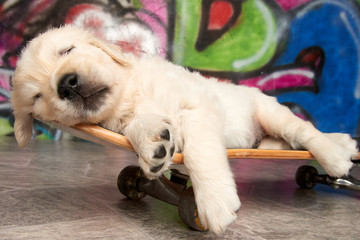 Golden Retriever Skateboard Puppy