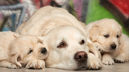 Golden Retriever Puppy Family