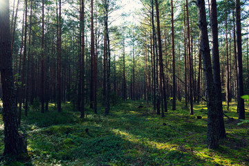 Green summer forest in the morning