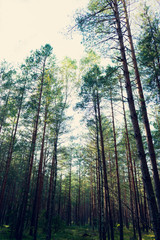 Fototapeta na wymiar Green summer forest in the morning, vertical