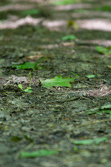 Green leaves on a dirt path