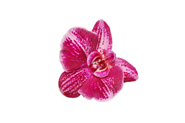 Real flower of a beautiful purple Orchid with speckles isolated on a white background