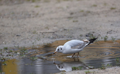 seagull in the water