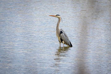 Grey Heron