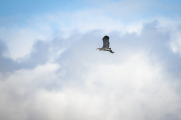 Grey Heron