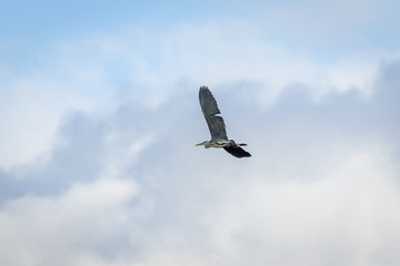 Grey Heron