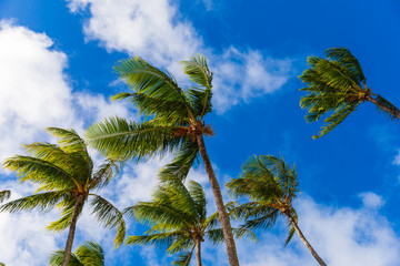 Beautiful view of palm trees against blue sky in Kapalua Bay Beach on Maui, Hawaii
