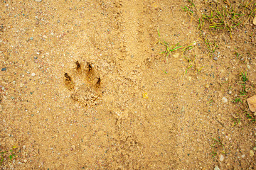 Dog footprint on the earth, yellow sand