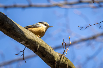 nuthatch