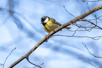 great tit