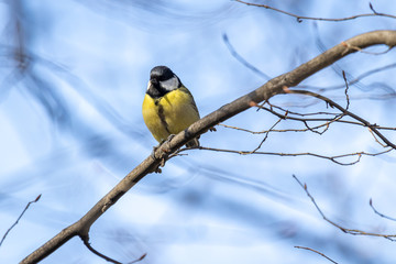 Fototapeta premium great tit