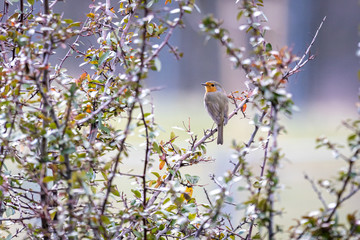 robin