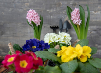Background of bright multi-colored spring flowers and garden tools.