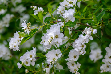Exochorda racemosa Snow Mountain white flowering shrub, ornamental plant in bloom