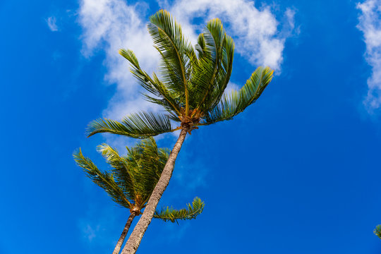 Beautiful view of palm trees against blue sky in Kapalua Bay Beach on Maui, Hawaii