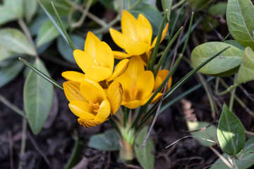 Yellow beautiful crocus flower bloomed in spring.