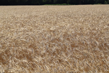 Champ de blé