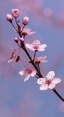 Cherry blossoms on a blurry background of blue sky and flowering trees. A sprig of blooming sakura. Wallpaper. Minimalistic spring background. Vertical banner. Copy space