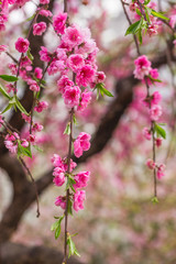 Spring blooming tree branch. Pretty sakura blossom in Asia. Natural floral background. Trees strewn with pink double cherry flowers