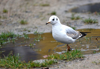 seagull in the water