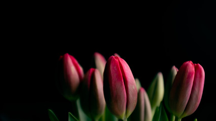 Red tulips flower bouquet blooming isolated on a black background