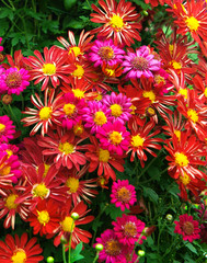 Japanese chrysanthemum of various colors known as anemone