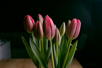 Red tulips flower bouquet blooming isolated on a black background