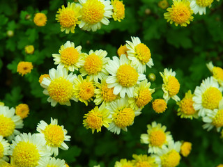 Japanese chrysanthemum of various colors known as anemone