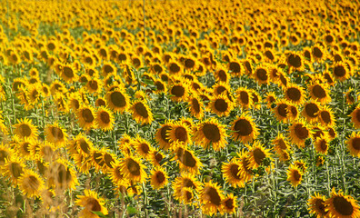 Blooming sunflower field landscape. Sunflower natural background