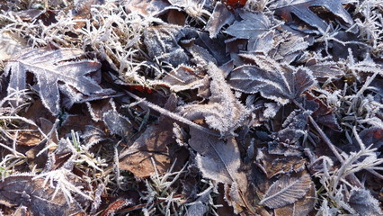 Particles on Dead Leaves and Grass in Winter, Hoarfrost