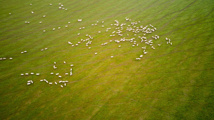Aerial view of endless lush pastures and farmlands. Rural landscape.