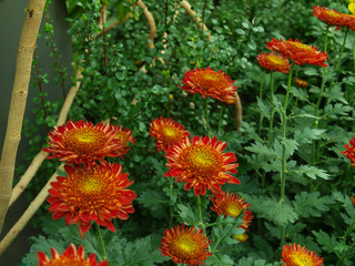 Japanese chrysanthemum of various colors known as anemone