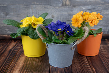 Bright spring primroses in multicolored pots on the dark wooden floor against the textured gray wall.