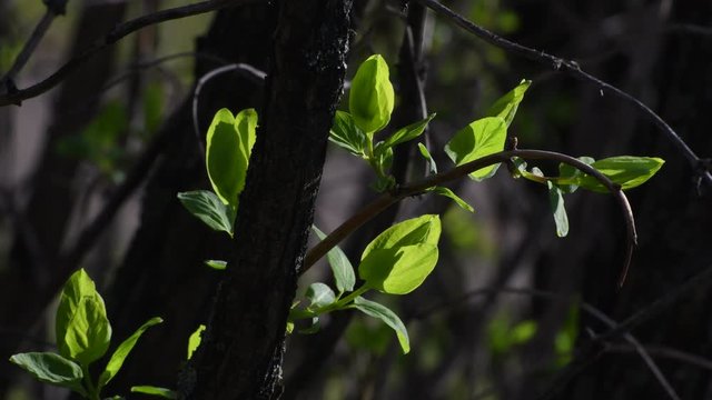 Sunny impressions from the surroundings of Tempelhof Airport in Berlin (Closed on October 30, 2008) of March 5, 2020, Germany