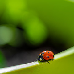 ladybug on a green pot