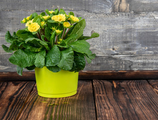 One yellow-green flower pot with an unusual delicate yellow primrose on the wooden floor.