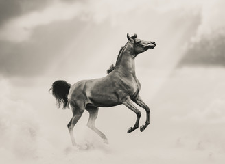 Beautiful arabian horse on a monochrome shot