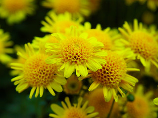 Japanese chrysanthemum of various colors known as anemone