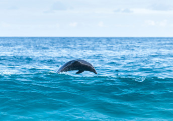 Obraz premium Jumping dolphin, Sydney Australia