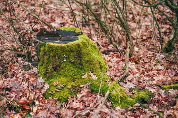 An old stump overgrown with green moss stands in the forest among fallen leaves. The time of year is spring. autumn. Wet foliage. Spring forest. Earth day. Enviroment protection