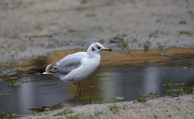 seagull in the water