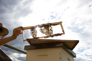 Bee hive