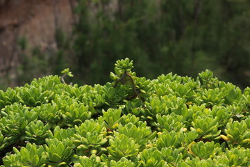 succulents