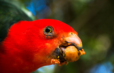 Macro photo of Australian King Parrot