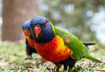 Rainbow lorikeet in the forest, Australia