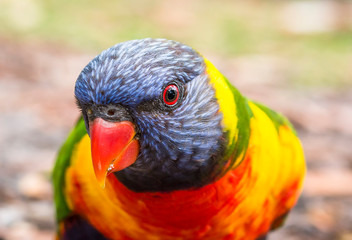 Rainbow lorikeet in the forest, Australia