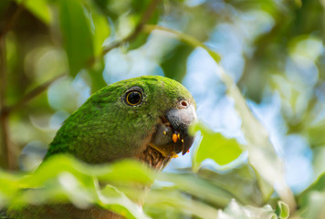 Macro photo of Australian King Parrot