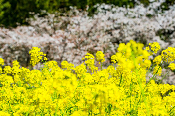 Fototapeta premium Uomizakura