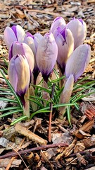 crocus in snow