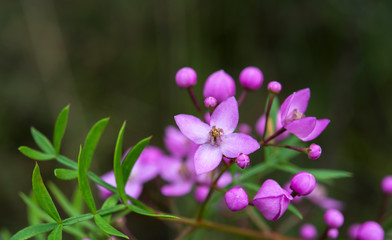 Pink flower in the forest